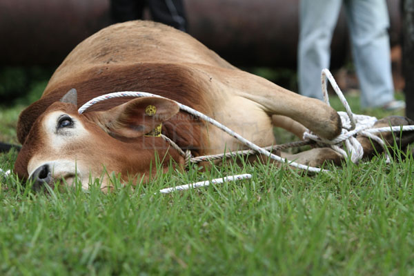Cow slaughtering in schools in Malaysia during school hours are considered unconstitutional
