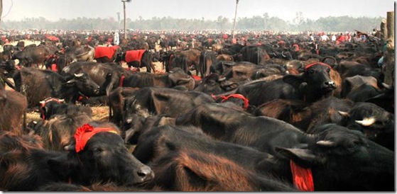 Hindu Council UK joins forces with Compassion in World Farming to stop the Gadhimai’ Festival in Nepal